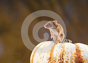 A Harvest Mouses Micro-Minutus on top of a stand on top of Pumpkin, Aberdeenshire,Scotland,UK