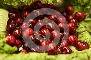 Harvest, natural and bunch of organic cherries for nutrition, health and wellness diet snack. Sustainable, supermarket