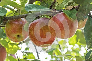 Harvest of natural organic apples