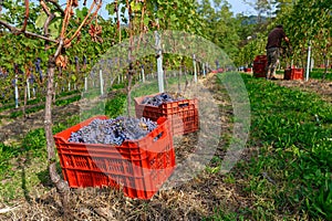 Harvest in a Nebbiolo grape vineyard in Canavese, Piedmont, Italy photo