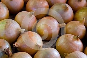 Harvest - onion