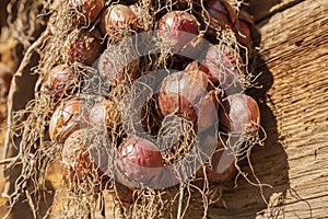 Harvest of onion. Drying of onions on sun.