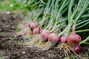 Harvest onions in the garden