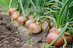 Harvest onions in the garden