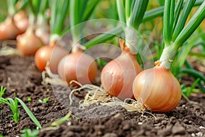 Harvest onions in the garden