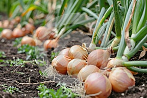 Harvest onions in the garden