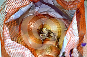 Harvest onions in a wicker bag.