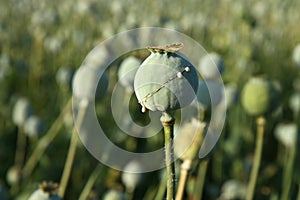 Harvest of opium from poppy photo