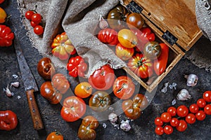 Harvest organic assorted tomatoes - red, yellow, orange, brown. Variety fresh colorful tomatoes of different varieties.