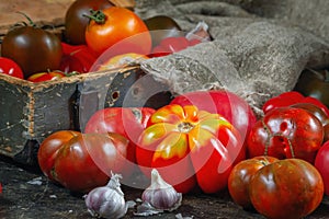 Harvest organic assorted tomatoes - red, yellow, orange, brown. Variety fresh colorful tomatoes of different varieties