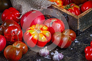 Harvest organic assorted tomatoes - red, yellow, orange, brown. Variety fresh colorful tomatoes of different varieties