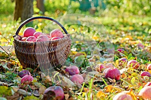 Harvest of organic natural ripe red apples in basket, in autumn garden