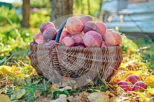 Harvest of organic natural ripe red apples in basket, in autumn garden
