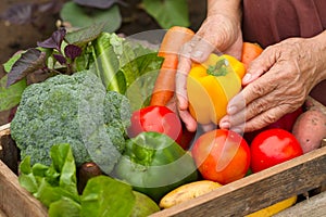 Harvest organic vegetable at home garden, homemade product ready to sale