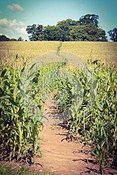 Harvest path