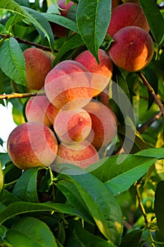 Harvest of peaches. harvest of peaches