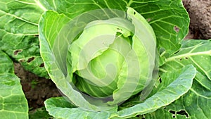 Harvest of pest-eaten cabbage in the garden beds. Organic food without GMOs. The concept of organic farming and