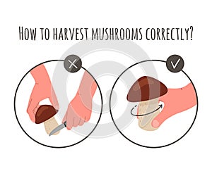 Harvest,picking mushrooms by cutting with the knife or twist method in autumn season.Vector flat illustration.