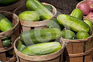 Harvest of pickles at farmers market