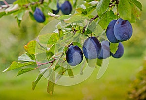 Harvest of Plums