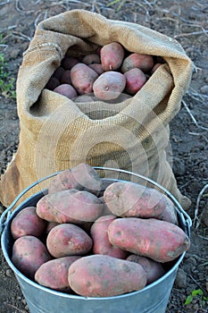 A harvest of potatoes in a container (packing, tare, boxing, receptacle) is collected in the field