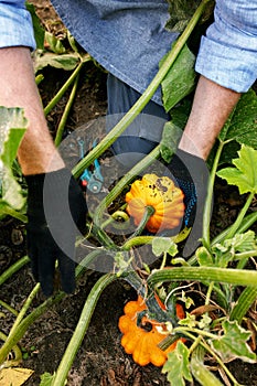 Harvest pumpkin organic vegetable garden. Farmer hand picking up ripe pumpkins at agricultural field