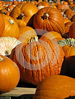 Harvest Pumpkin Patch