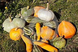 Harvest of pumpkin and vegetable marrows