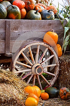 Harvest Pumpkin Wagon