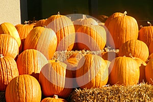 Harvest Pumpkins