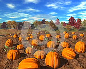 Harvest_pumpkins
