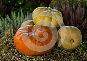 Harvest pumpkins on beige straw background of garden plant, autumn