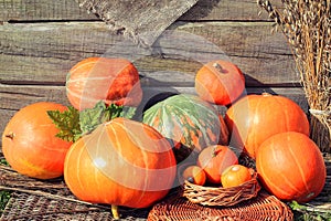 Harvest of pumpkins of different varieties