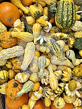 Harvest of pumpkins and gourds at autumn market.