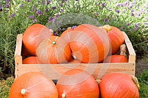 Harvest of pumpkins