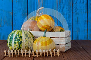 Harvest pumpkins set in wooden box behind a fence photo