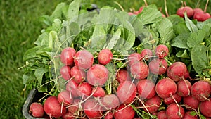 Harvest radish food farm vegetables fresh bio market shop Raphanus raphanistrum sprout grows ground farmer farming