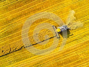 Harvest of rapeseed field.