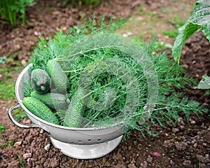 Harvest of Raw organic cucumbers and dill in vintage colander in the garden. Ingredients for pickling