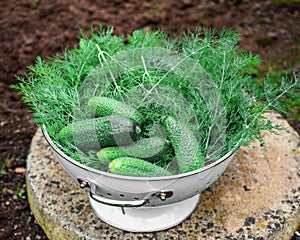 Harvest of Raw organic cucumbers and dill in vintage colander in the garden. Ingredients for pickling