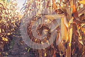 Harvest ready corn on stalk in maize field