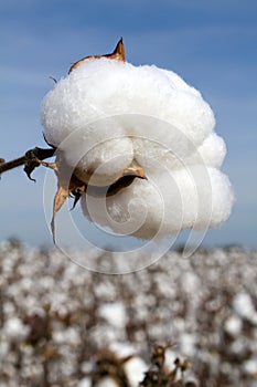 Harvest Ready Cotton Boll