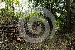 Harvest Ready: Neatly Stacked Firewood by the Forest Path