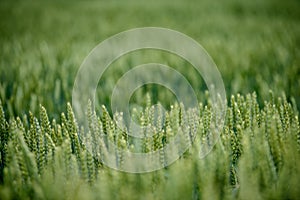 harvest ready wheat fields in late summer