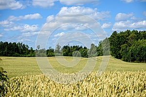 harvest ready wheat fields in late summer