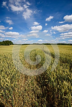 harvest ready wheat fields in late summer
