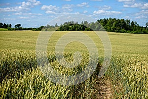 harvest ready wheat fields in late summer