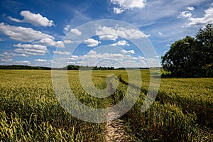 harvest ready wheat fields in late summer