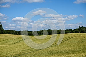 harvest ready wheat fields in late summer