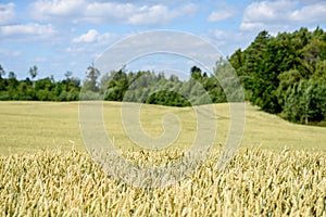 harvest ready wheat fields in late summer